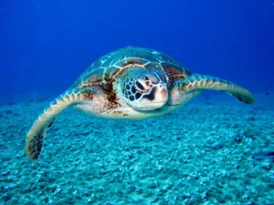 Oceanography Vs Marine Biology: What Are the Differences?